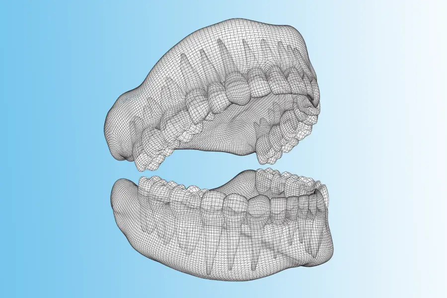 Human jaw 3d layout