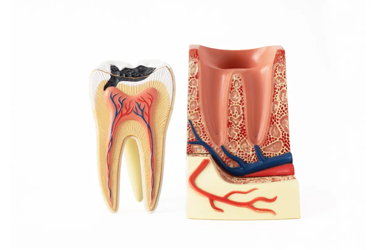 Tooth Decay Prevention & Care